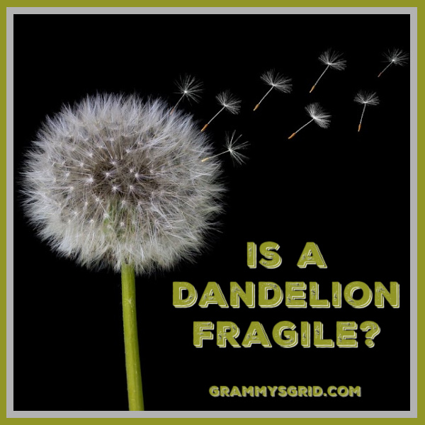 IS A DANDELION FRAGILE? #dandelion #fragile #ShortStory #CreativeWriting